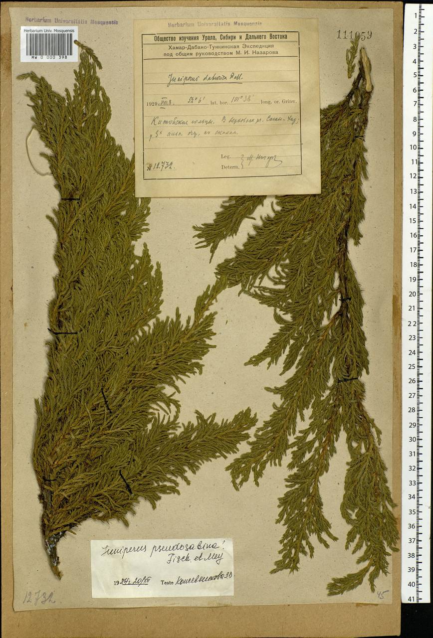 Juniperus pseudosabina Fisch. & C.A. Mey., Siberia, Baikal & Transbaikal region (S4) (Russia)
