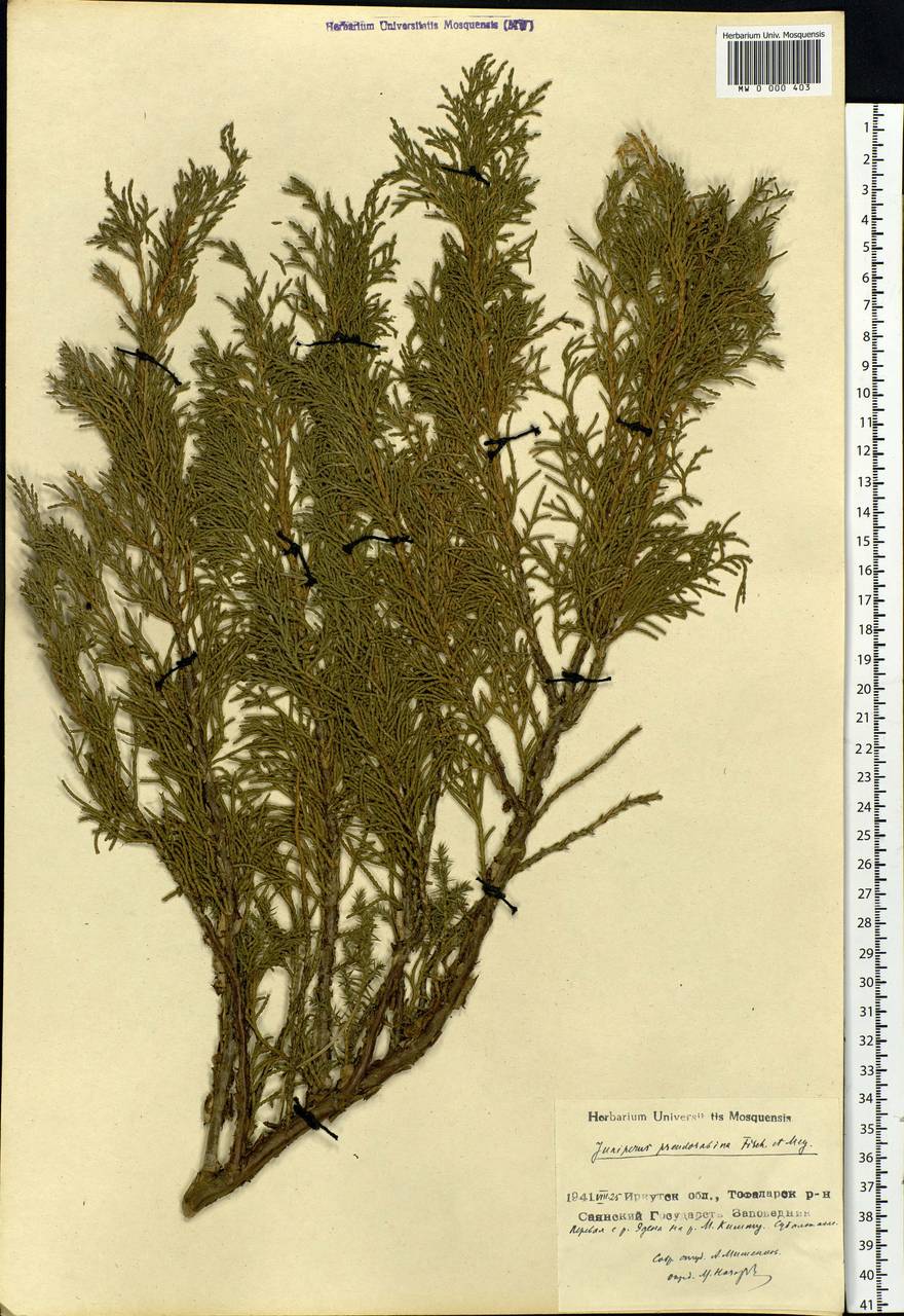 Juniperus pseudosabina Fisch. & C.A.Mey., Siberia, Baikal & Transbaikal region (S4) (Russia)