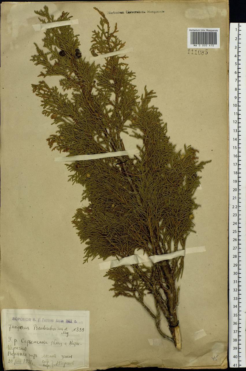 Juniperus pseudosabina Fisch. & C.A. Mey., Siberia, Western (Kazakhstan) Altai Mountains (S2a) (Kazakhstan)