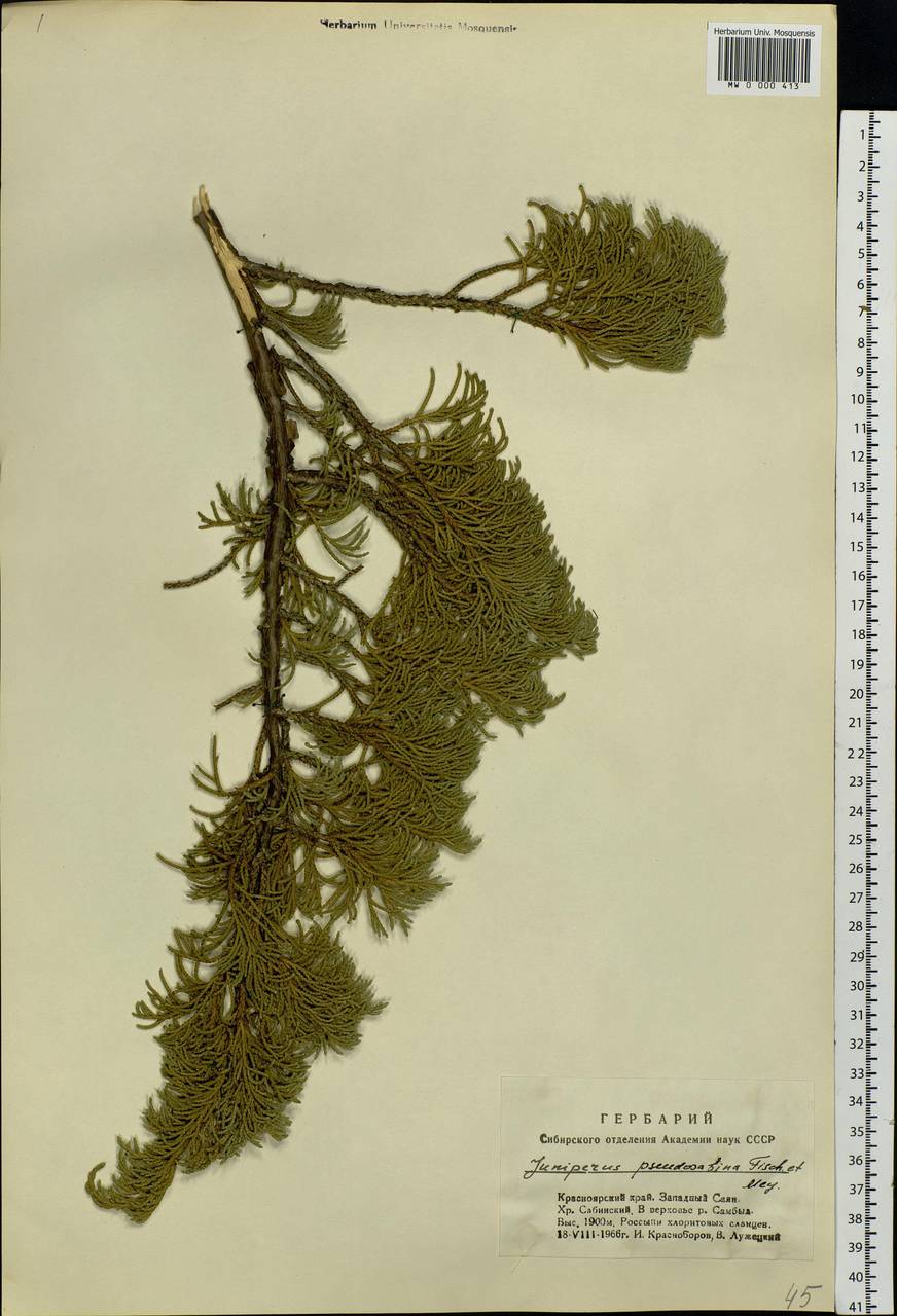 Juniperus pseudosabina Fisch. & C.A.Mey., Siberia, Altai & Sayany Mountains (S2) (Russia)