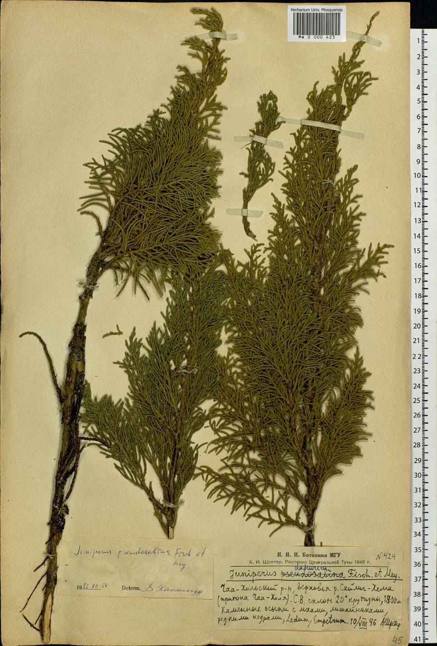 Juniperus pseudosabina Fisch. & C.A.Mey., Siberia, Altai & Sayany Mountains (S2) (Russia)