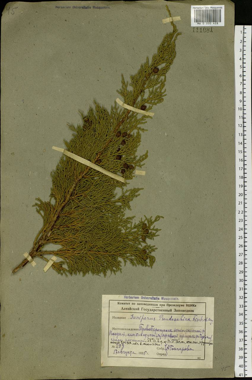 Juniperus pseudosabina Fisch. & C.A. Mey., Siberia, Altai & Sayany Mountains (S2) (Russia)