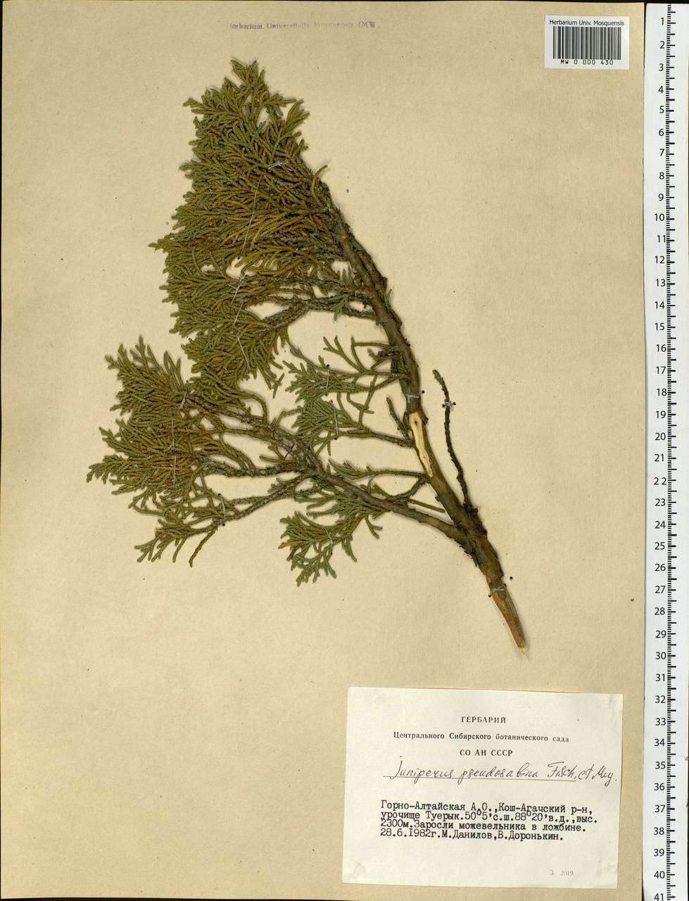 Juniperus pseudosabina Fisch. & C.A. Mey., Siberia, Altai & Sayany Mountains (S2) (Russia)