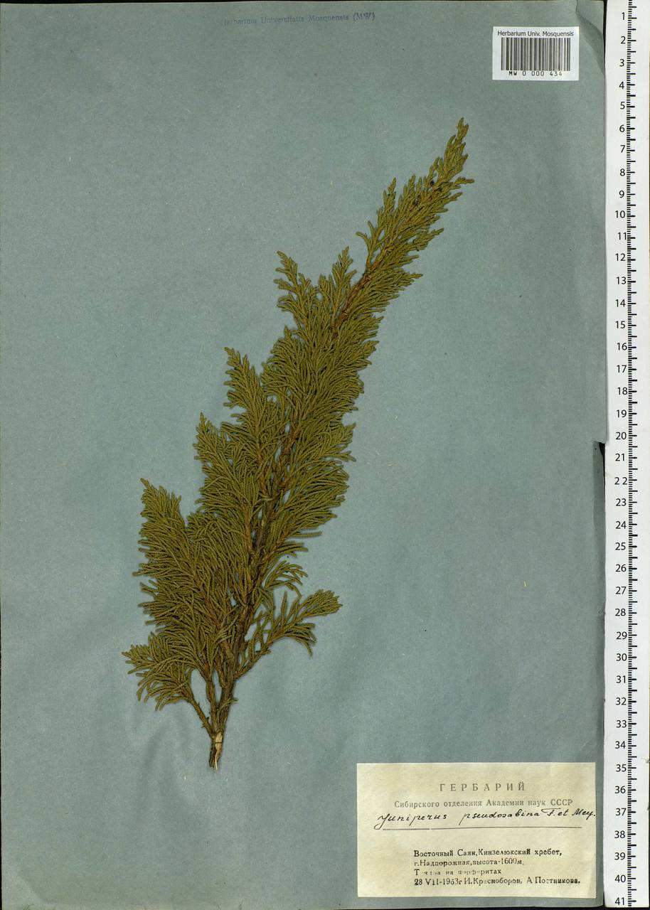 Juniperus pseudosabina Fisch. & C.A.Mey., Siberia, Altai & Sayany Mountains (S2) (Russia)