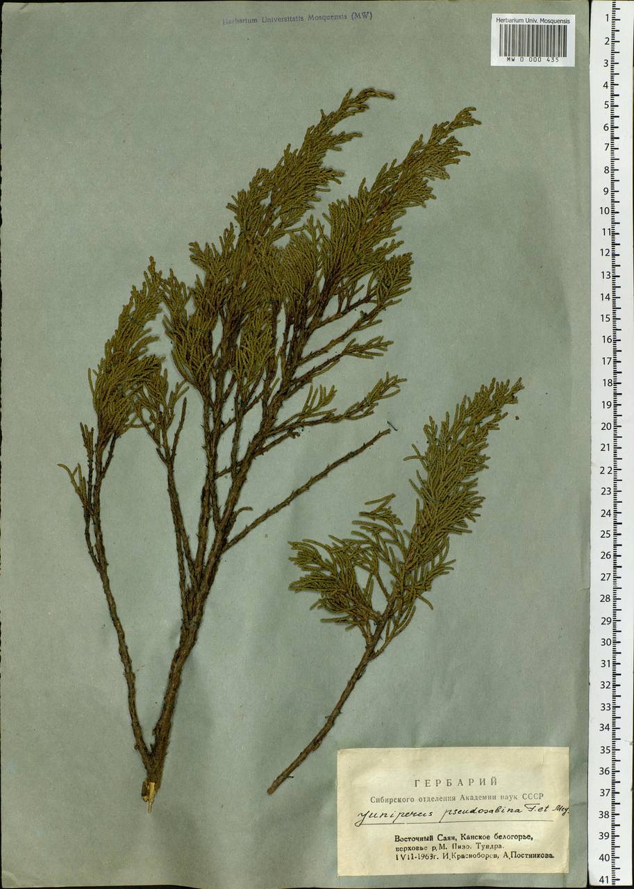 Juniperus pseudosabina Fisch. & C.A.Mey., Siberia, Altai & Sayany Mountains (S2) (Russia)