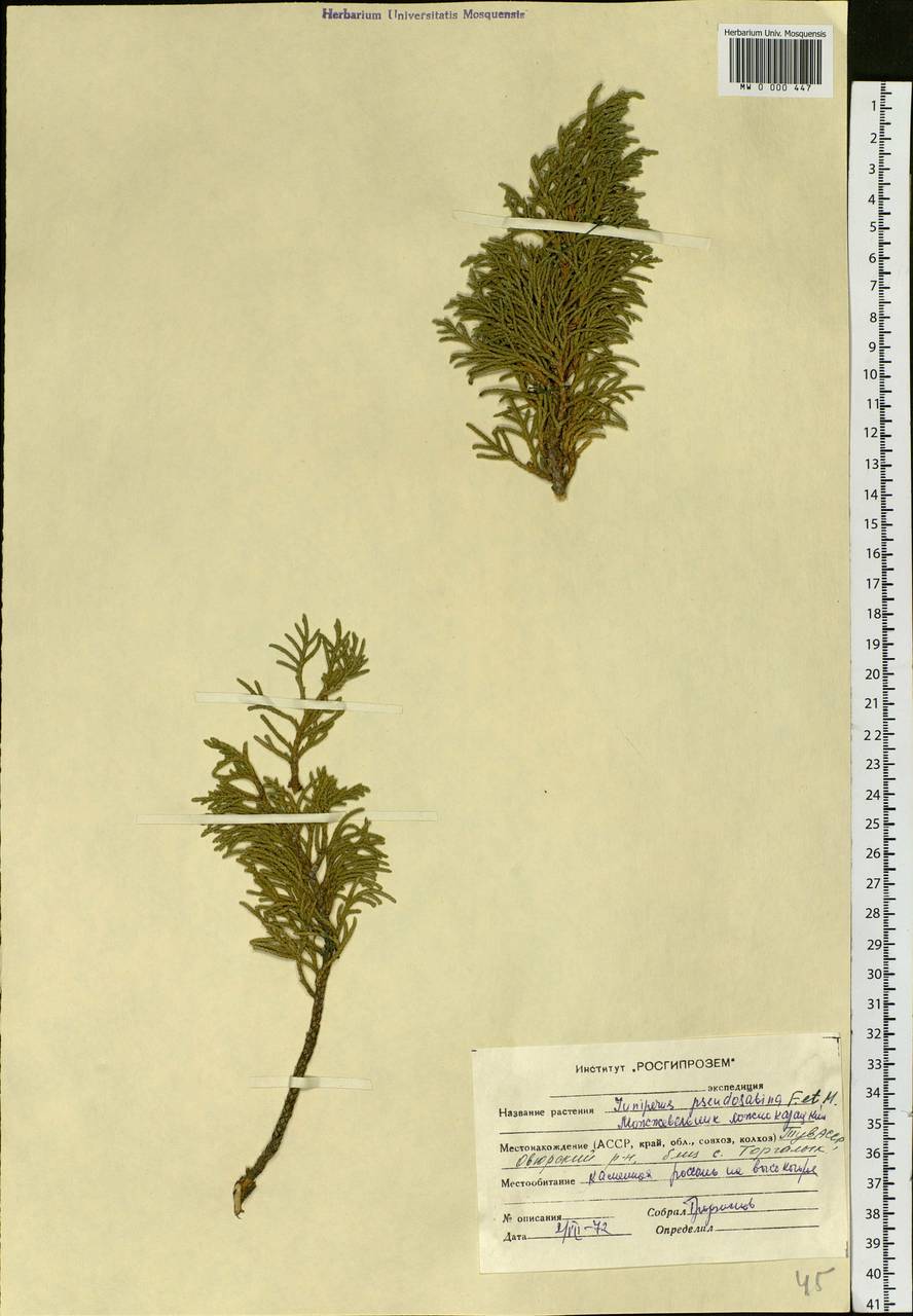 Juniperus pseudosabina Fisch. & C.A. Mey., Siberia, Altai & Sayany Mountains (S2) (Russia)