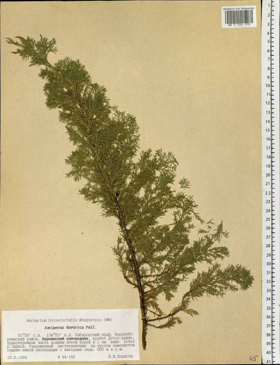 Juniperus sabina var. davurica (Pall.) Farjon, Siberia, Russian Far East (S6) (Russia)