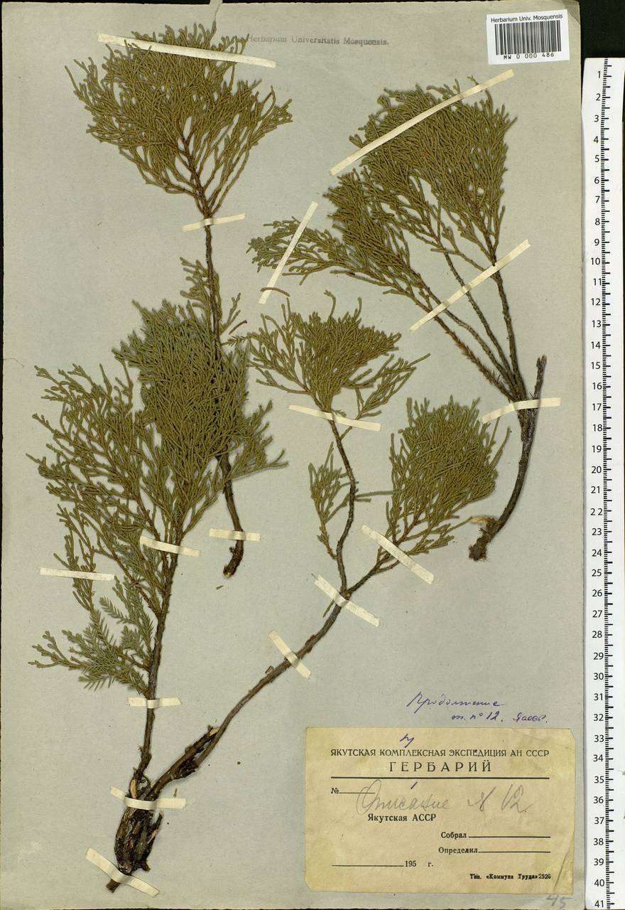 Juniperus sabina var. davurica (Pall.) Farjon, Siberia, Yakutia (S5) (Russia)
