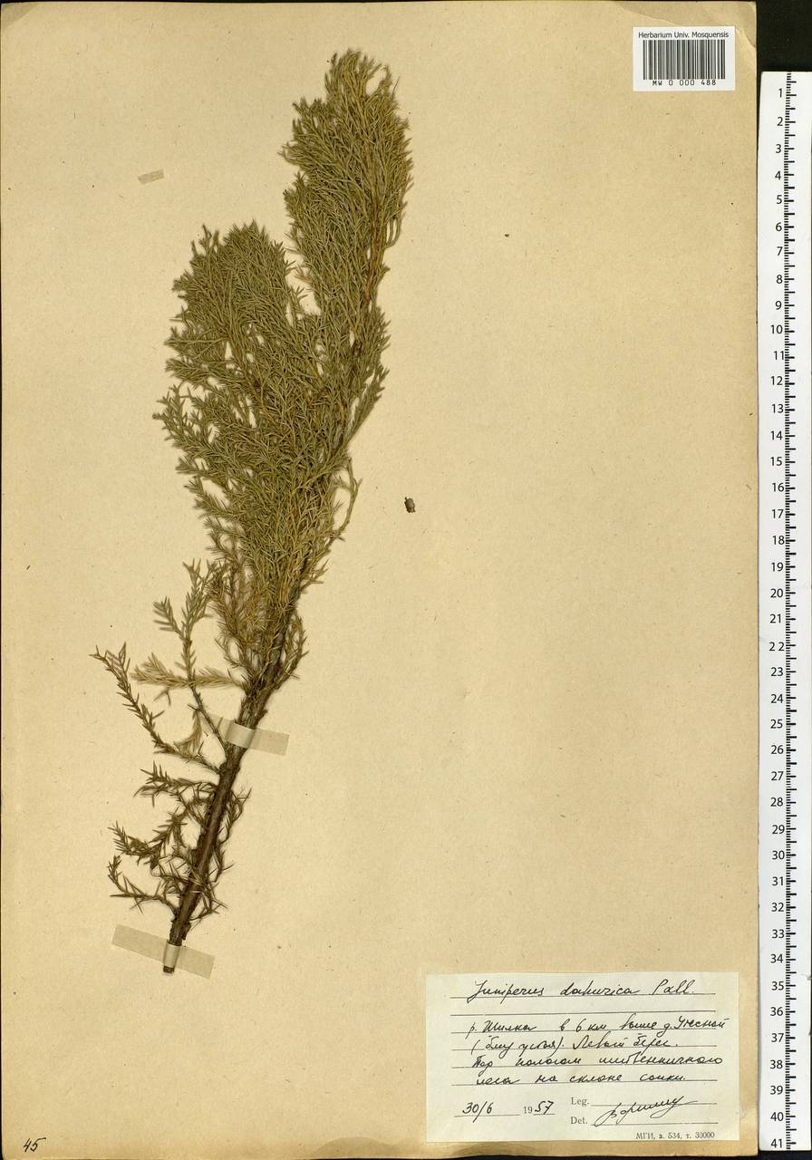 Juniperus sabina var. davurica (Pall.) Farjon, Siberia, Baikal & Transbaikal region (S4) (Russia)