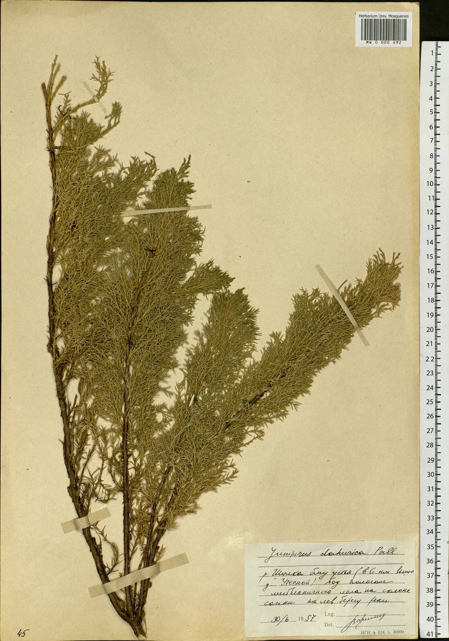Juniperus sabina var. davurica (Pall.) Farjon, Siberia, Baikal & Transbaikal region (S4) (Russia)