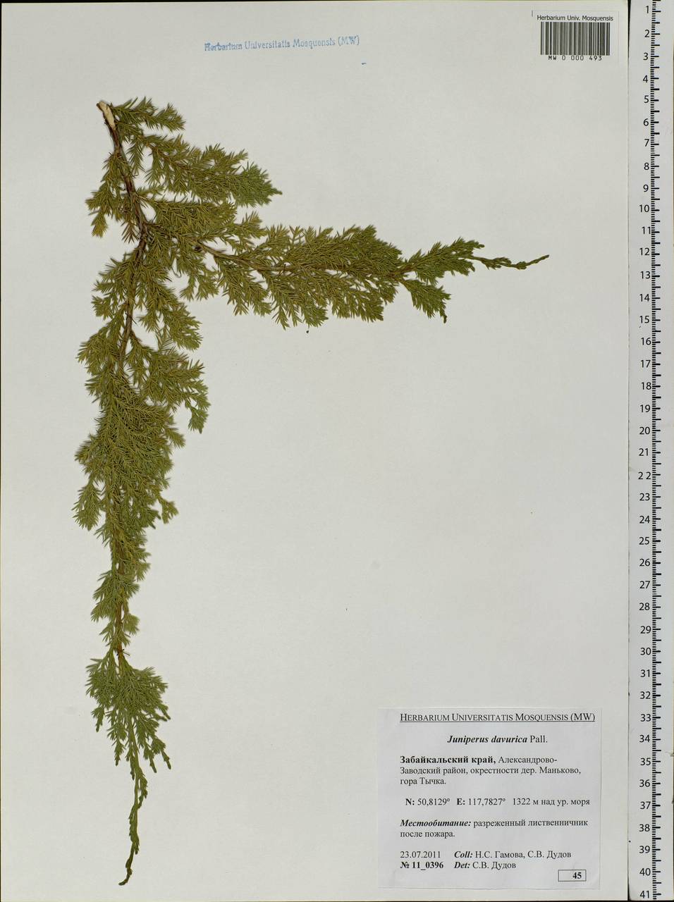 Juniperus sabina var. davurica (Pall.) Farjon, Siberia, Baikal & Transbaikal region (S4) (Russia)