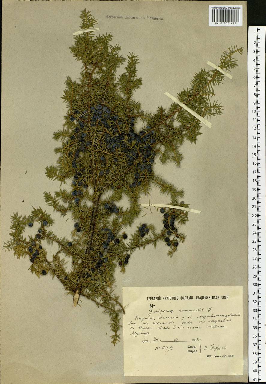 Juniperus communis L., Siberia, Yakutia (S5) (Russia)