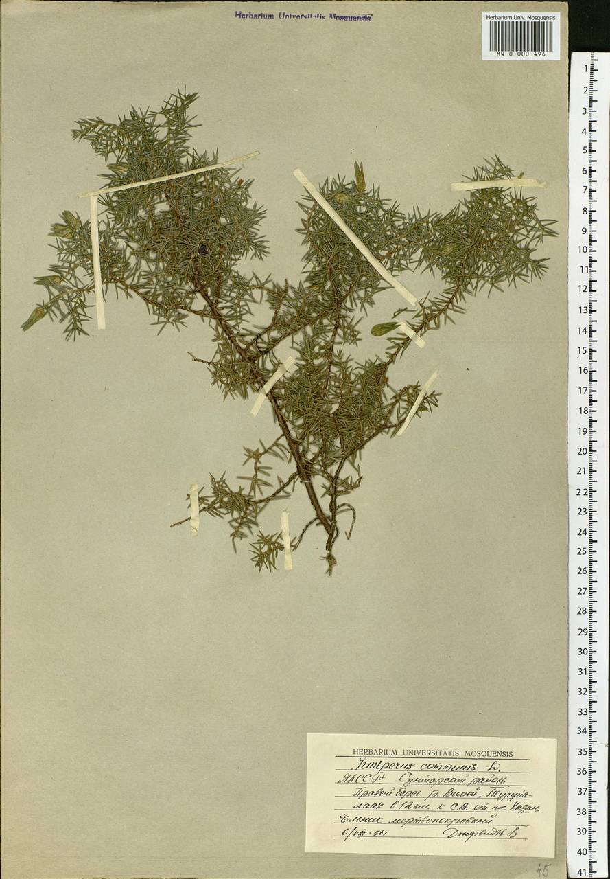 Juniperus communis L., Siberia, Yakutia (S5) (Russia)