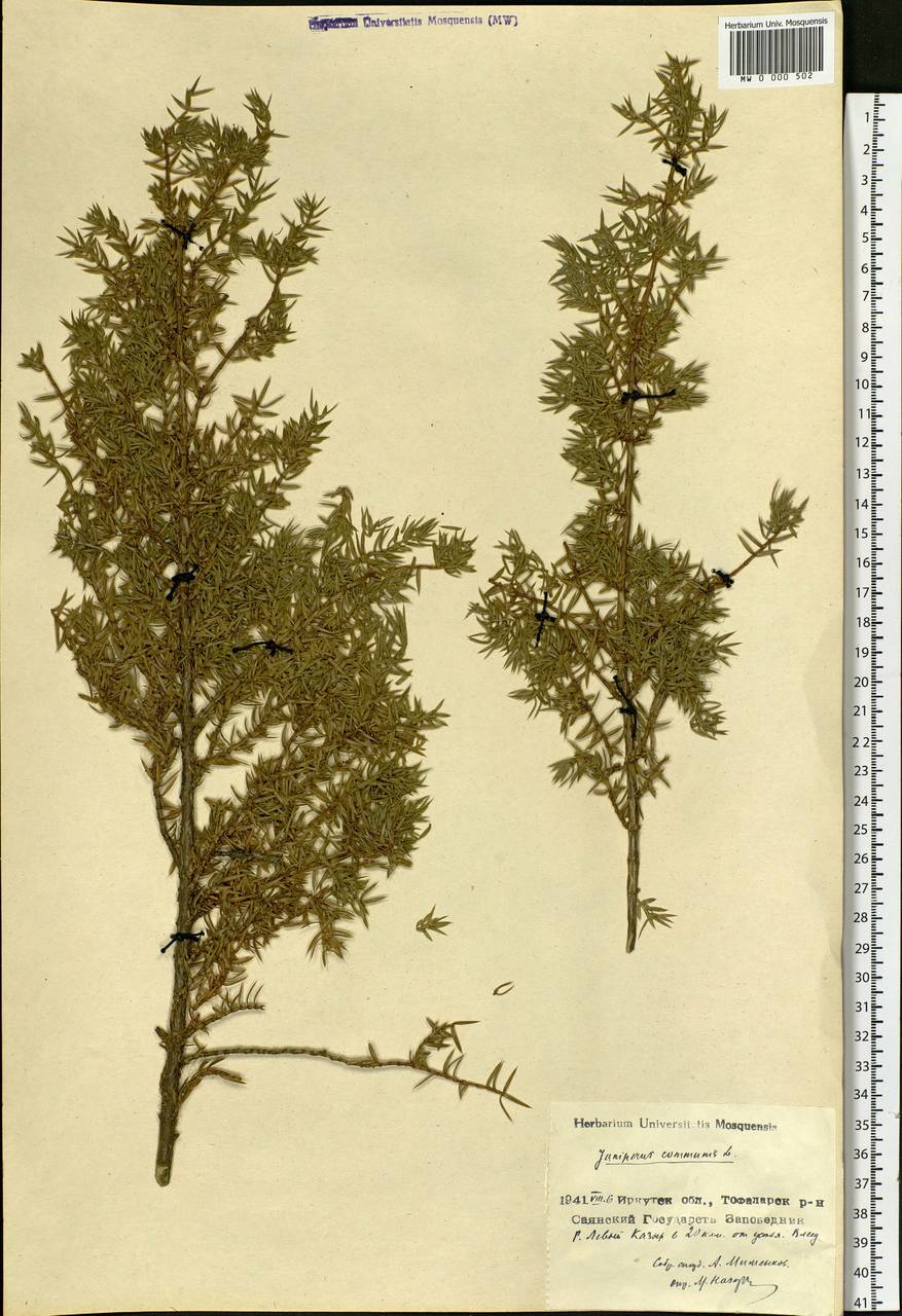 Juniperus communis L., Siberia, Baikal & Transbaikal region (S4) (Russia)