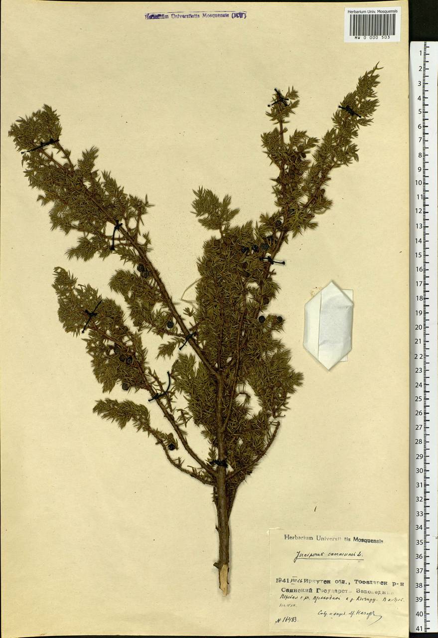 Juniperus communis L., Siberia, Baikal & Transbaikal region (S4) (Russia)