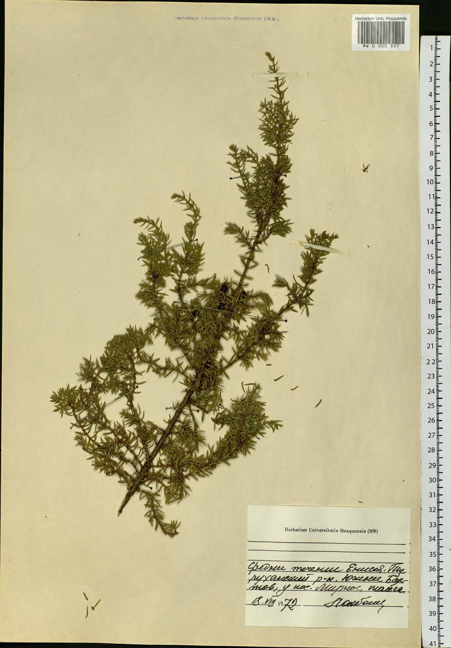 Juniperus communis L., Siberia, Central Siberia (S3) (Russia)