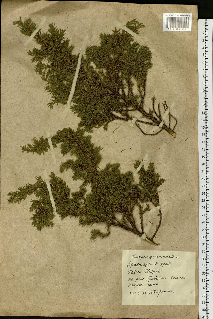 Juniperus communis L., Siberia, Central Siberia (S3) (Russia)