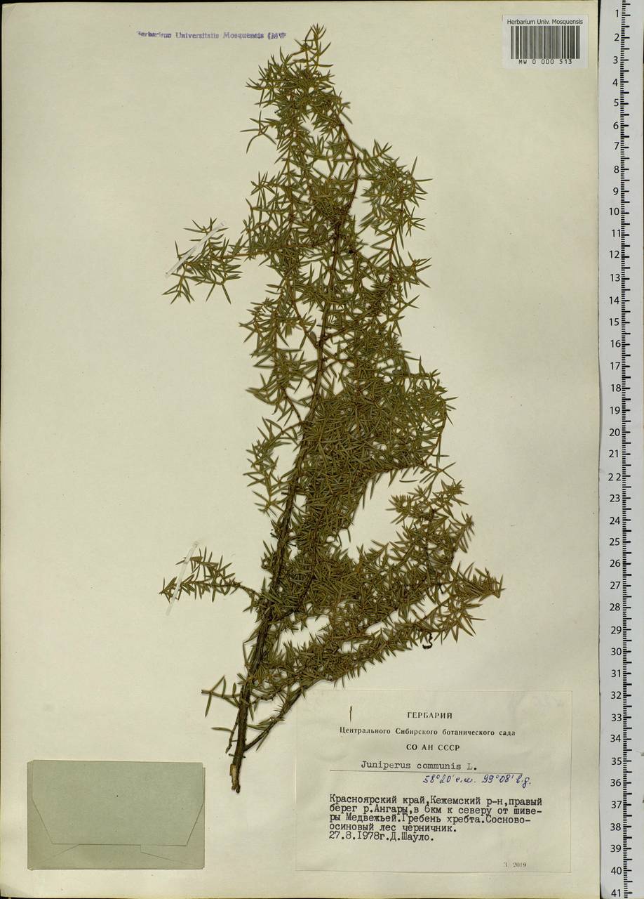 Juniperus communis L., Siberia, Central Siberia (S3) (Russia)