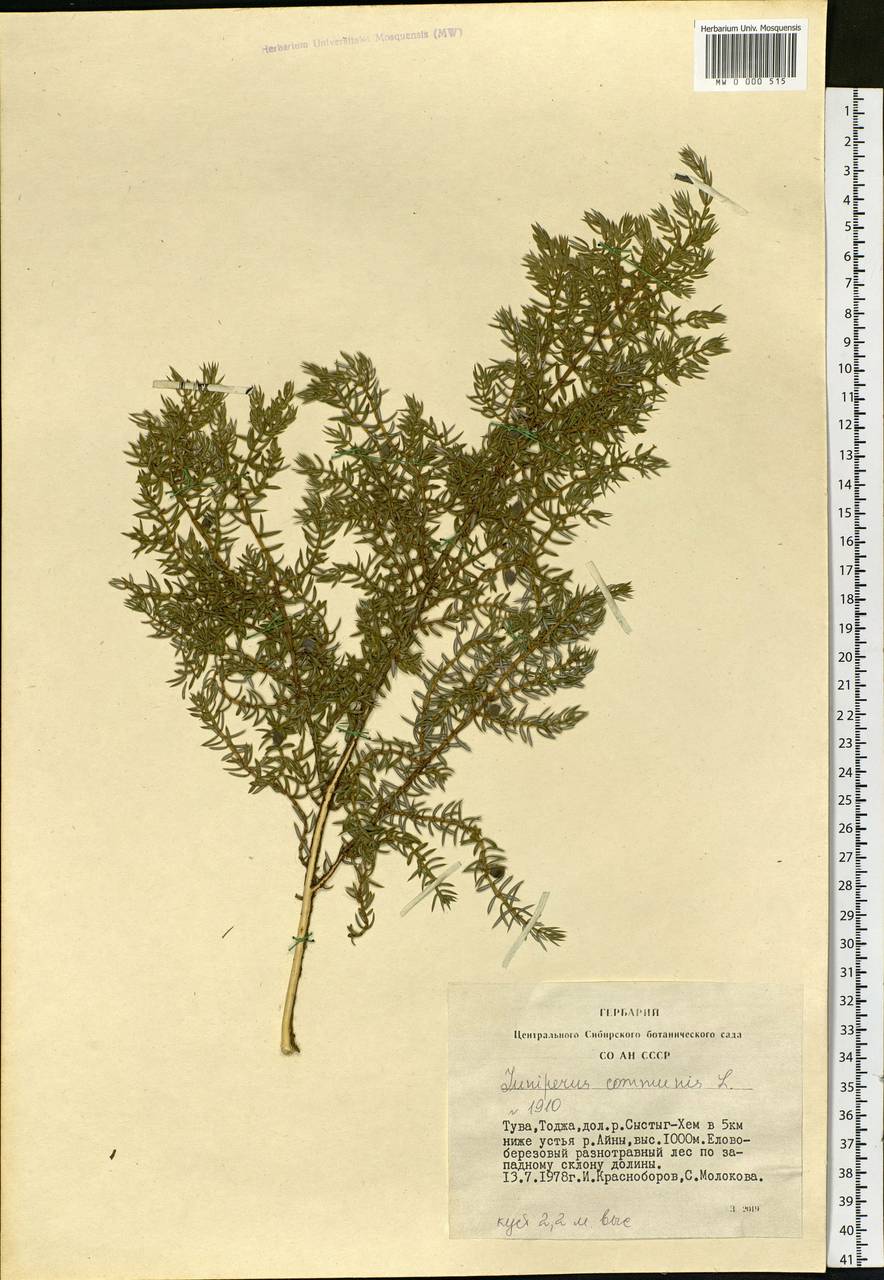 Juniperus communis L., Siberia, Altai & Sayany Mountains (S2) (Russia)