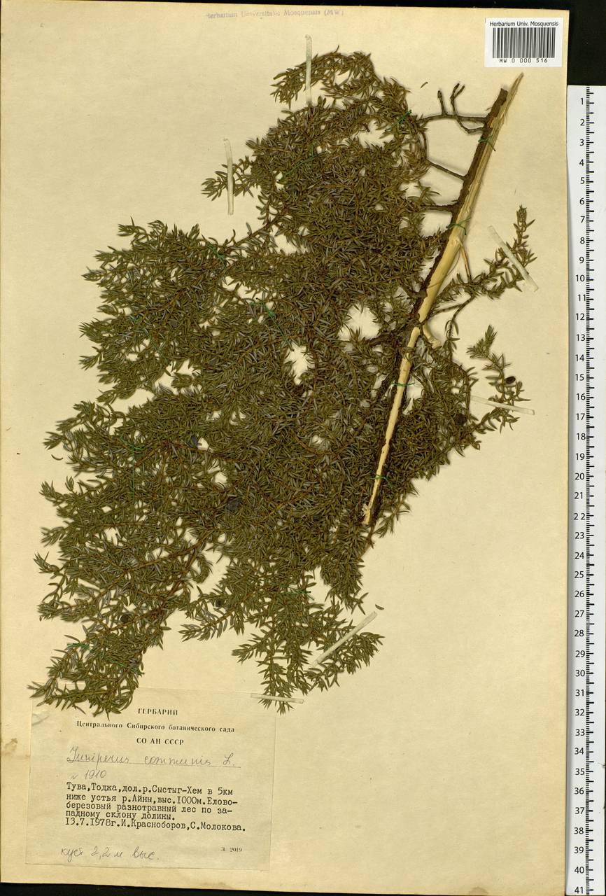 Juniperus communis L., Siberia, Altai & Sayany Mountains (S2) (Russia)