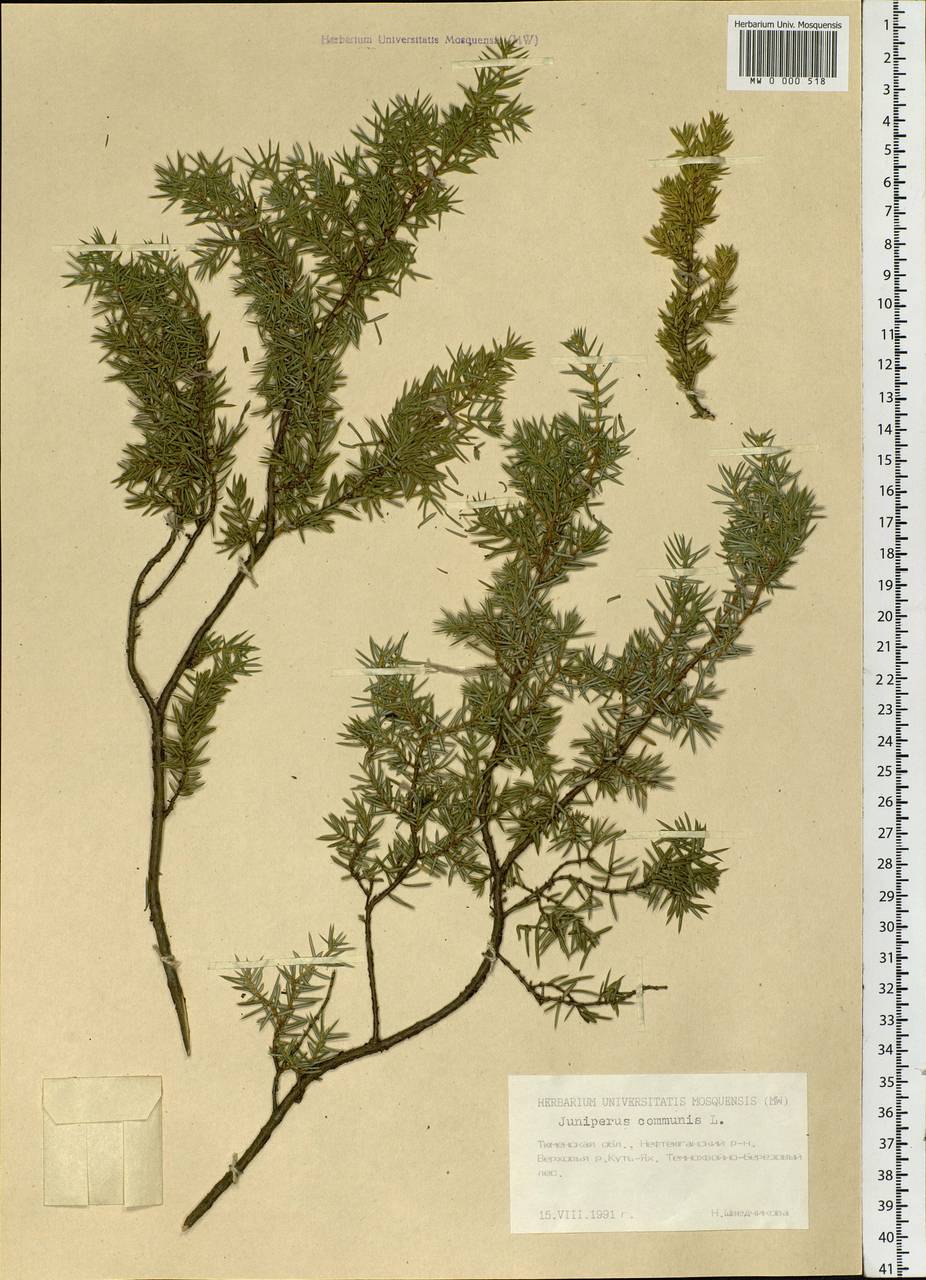 Juniperus communis L., Siberia, Western Siberia (S1) (Russia)