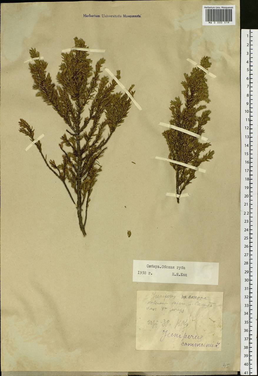 Juniperus communis L., Siberia, Western Siberia (S1) (Russia)