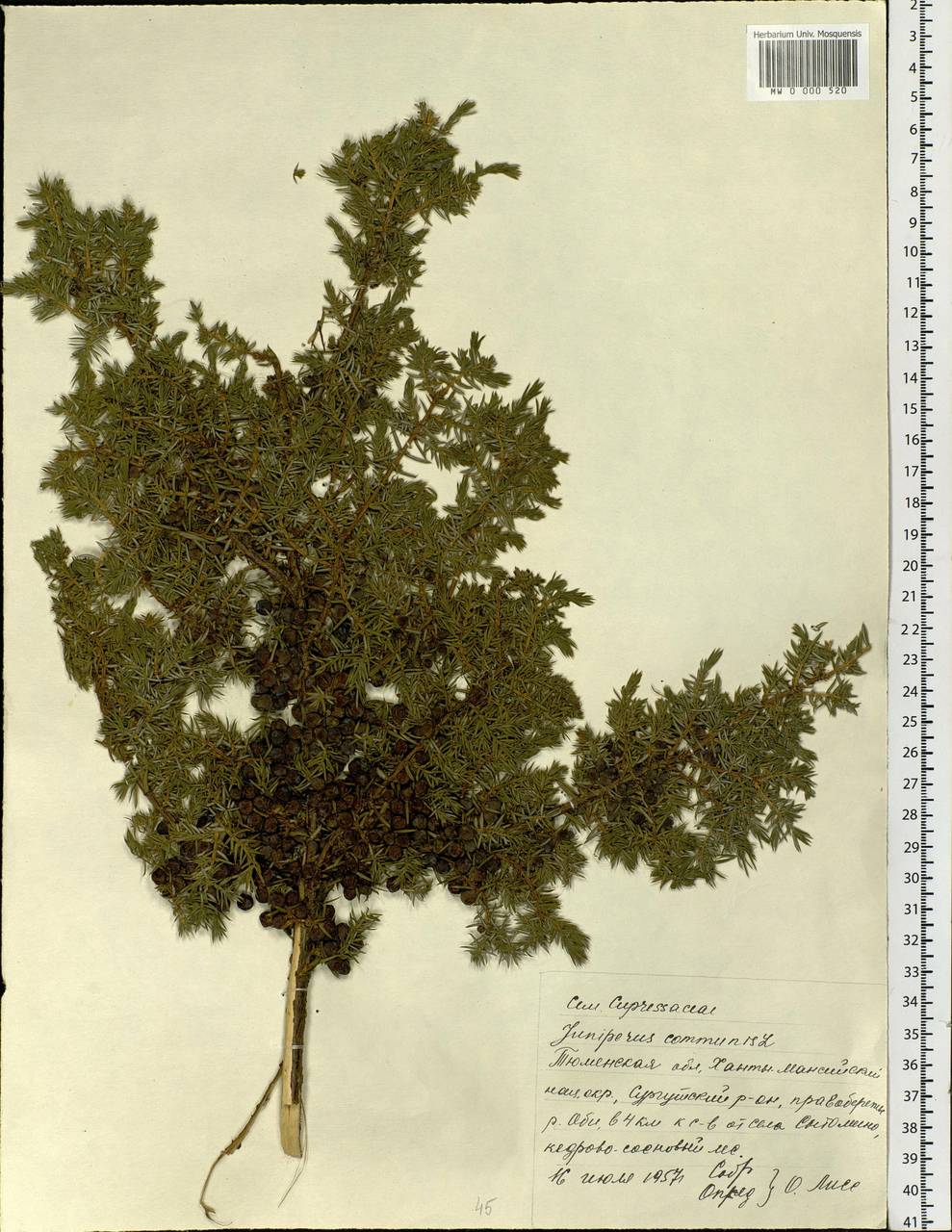 Juniperus communis L., Siberia, Western Siberia (S1) (Russia)