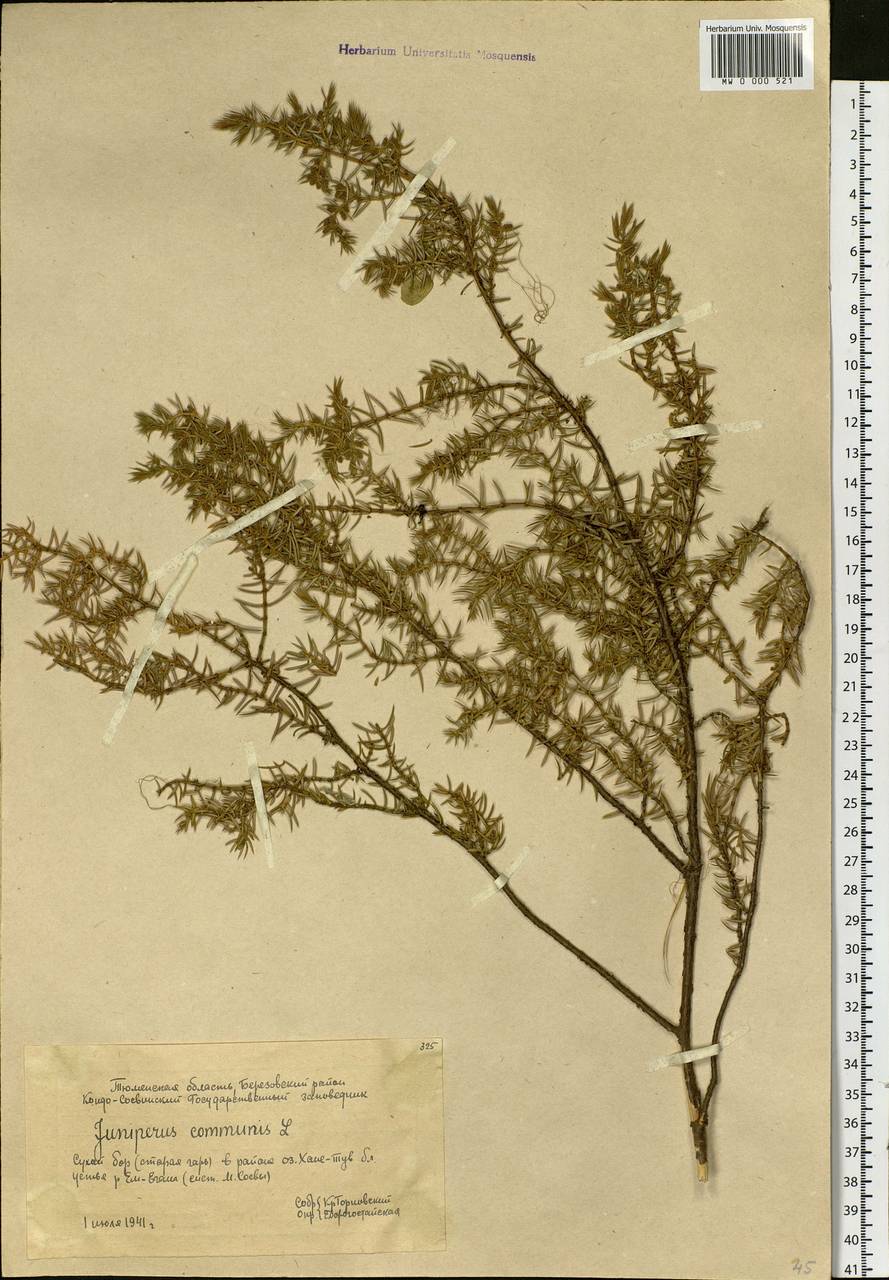 Juniperus communis L., Siberia, Western Siberia (S1) (Russia)