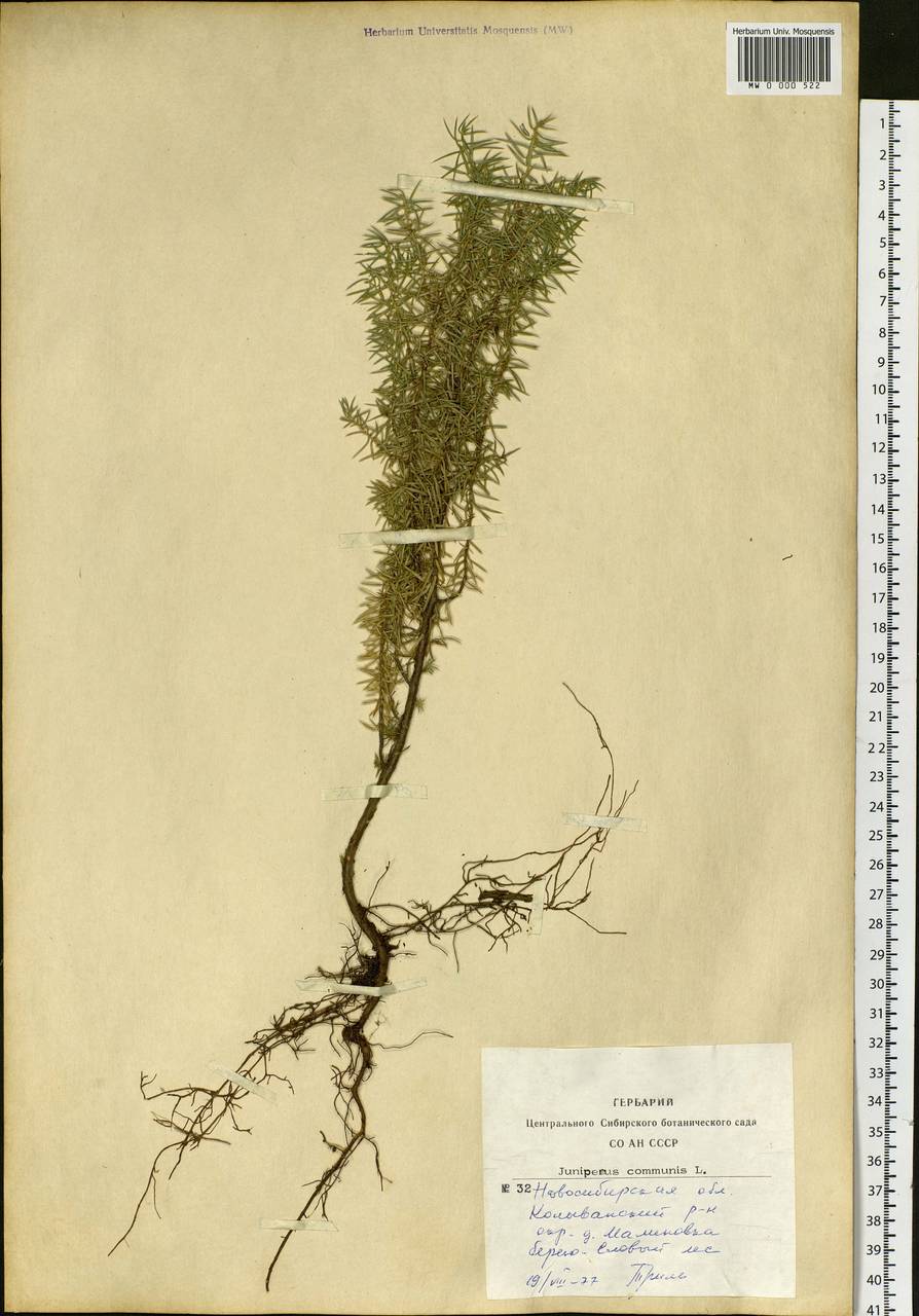 Juniperus communis L., Siberia, Western Siberia (S1) (Russia)