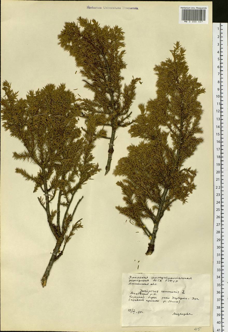 Juniperus communis L., Siberia, Western Siberia (S1) (Russia)