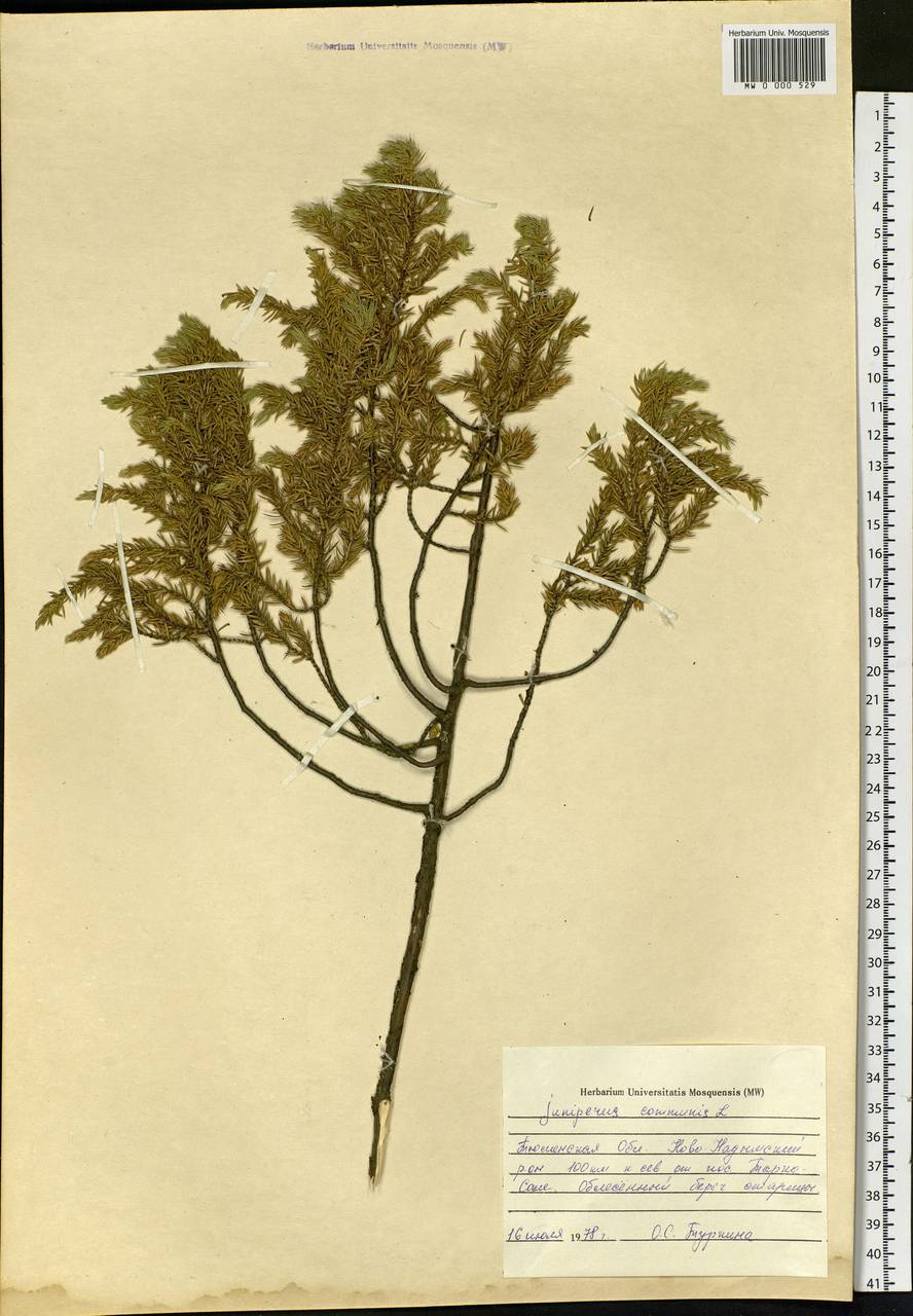 Juniperus communis L., Siberia, Western Siberia (S1) (Russia)