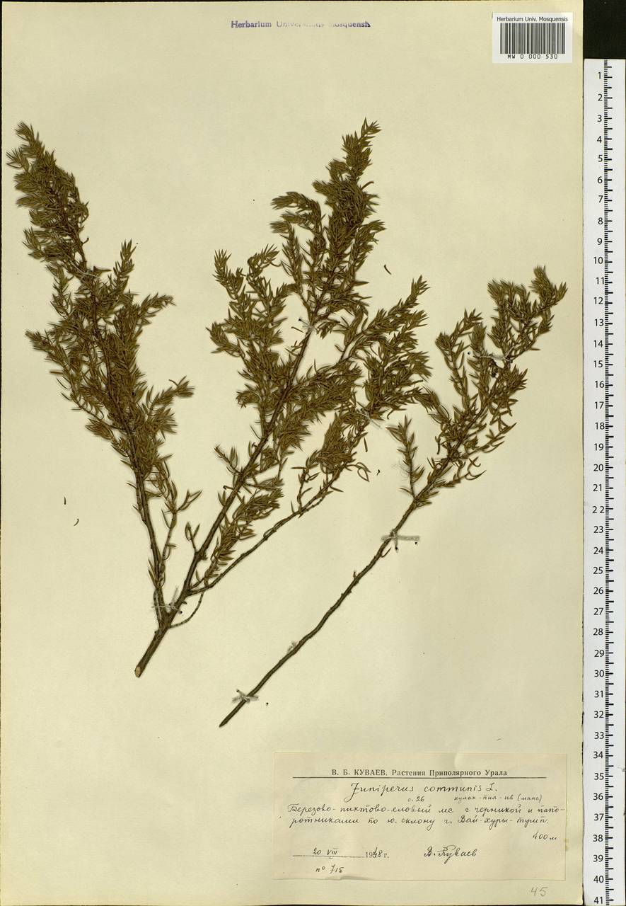 Juniperus communis L., Eastern Europe, Northern region (E1) (Russia)