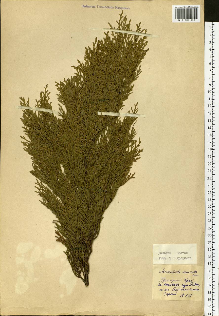Microbiota decussata Kom., Siberia, Russian Far East (S6) (Russia)