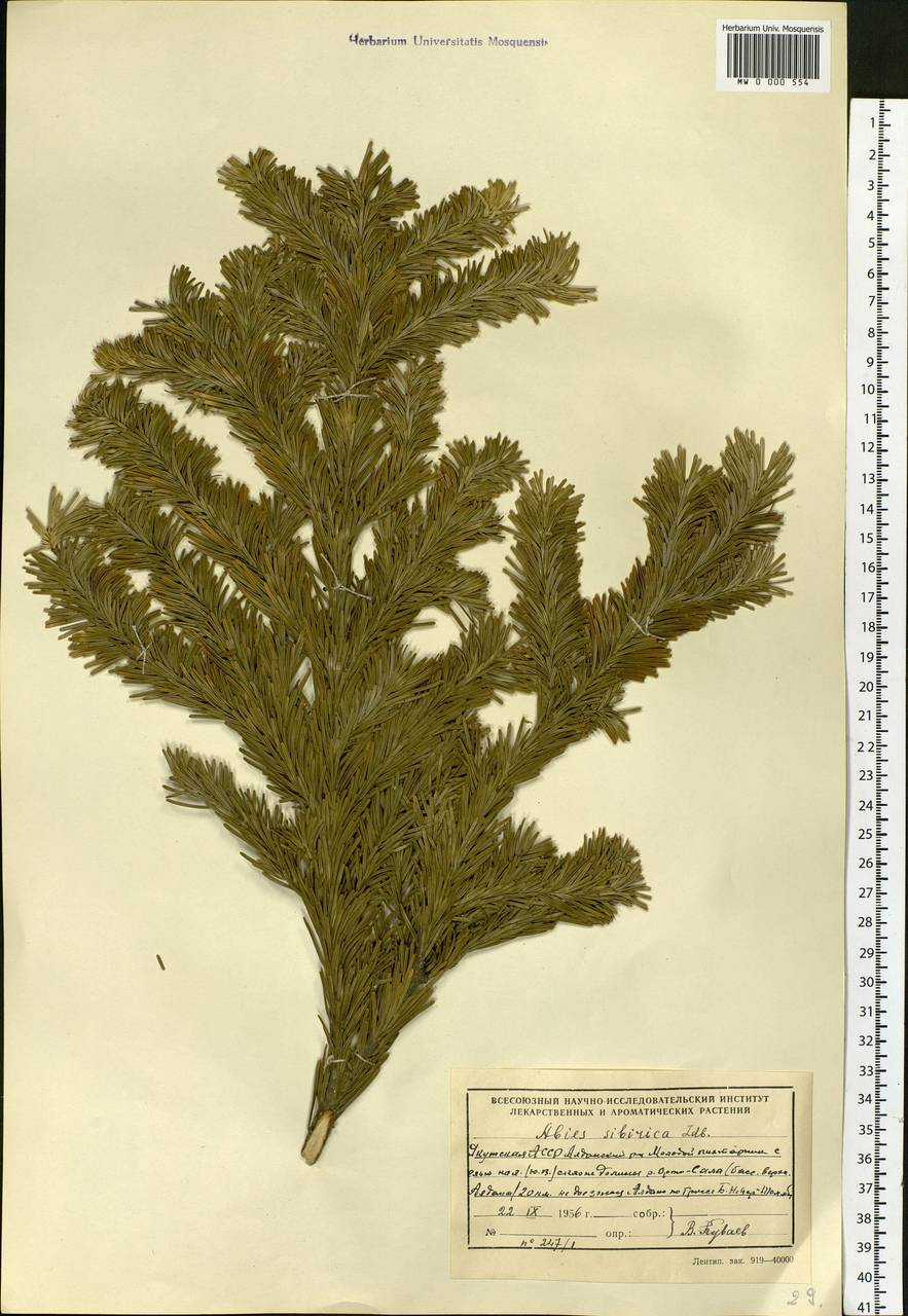 Abies sibirica Ledeb., Siberia, Yakutia (S5) (Russia)