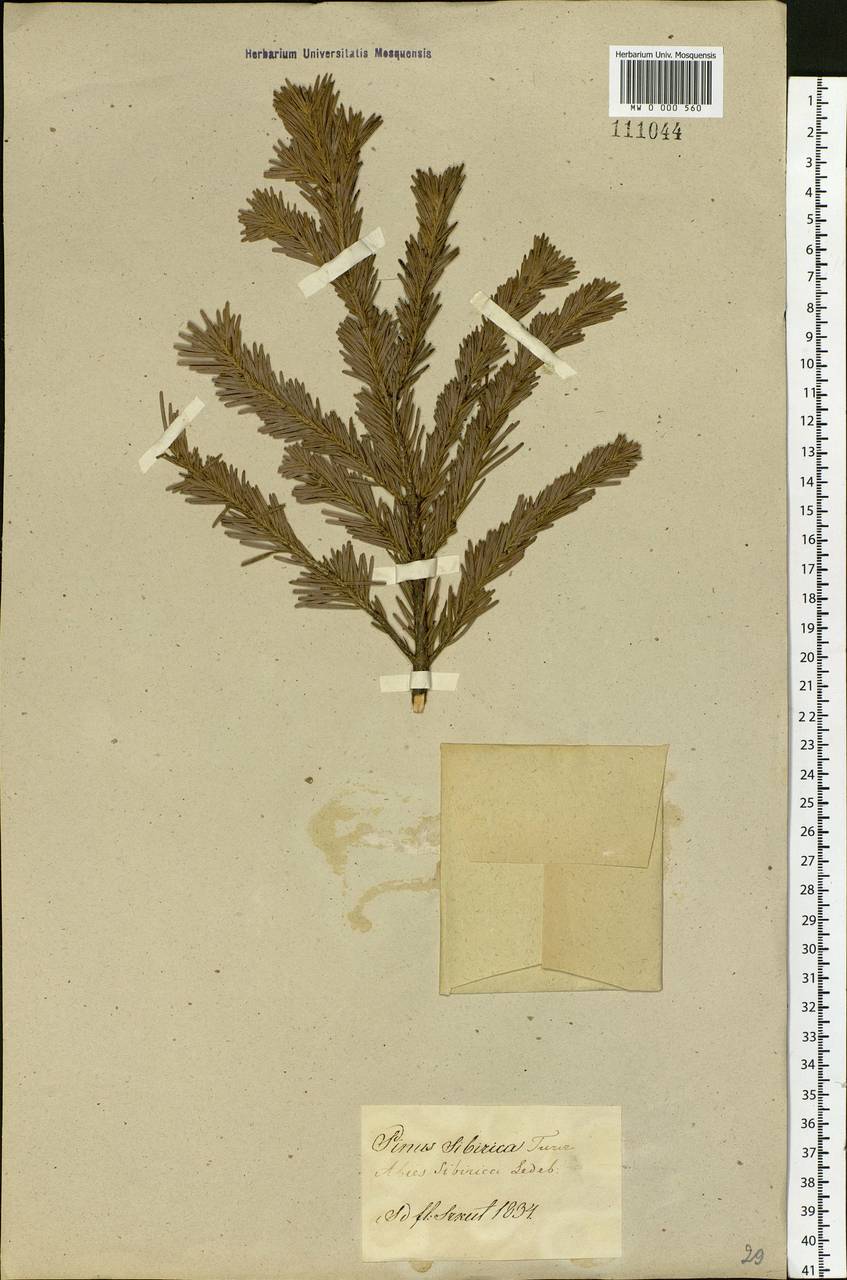 Abies sibirica Ledeb., Siberia, Baikal & Transbaikal region (S4) (Russia)