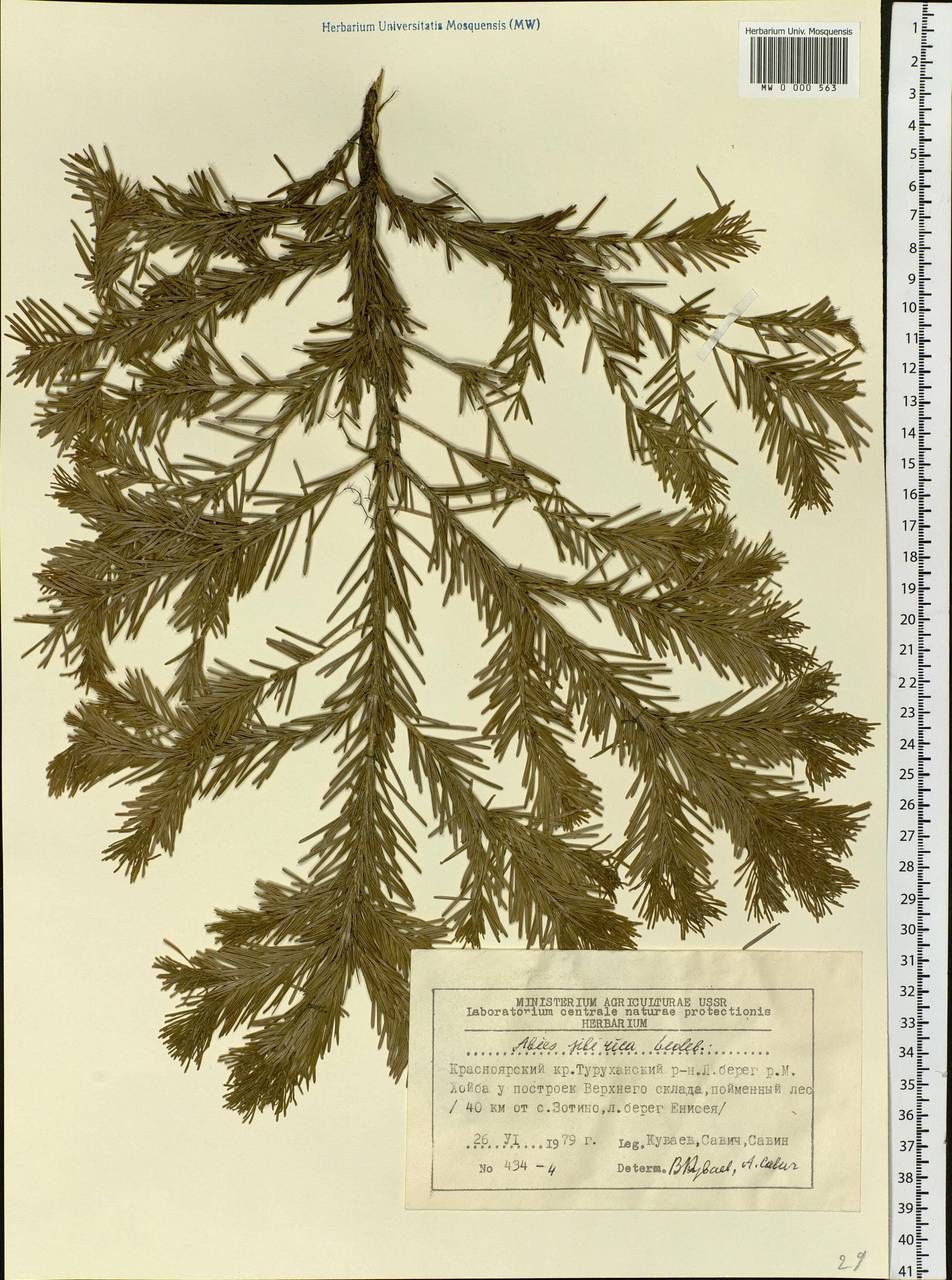 Abies sibirica Ledeb., Siberia, Central Siberia (S3) (Russia)