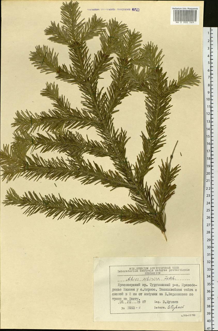 Abies sibirica Ledeb., Siberia, Central Siberia (S3) (Russia)