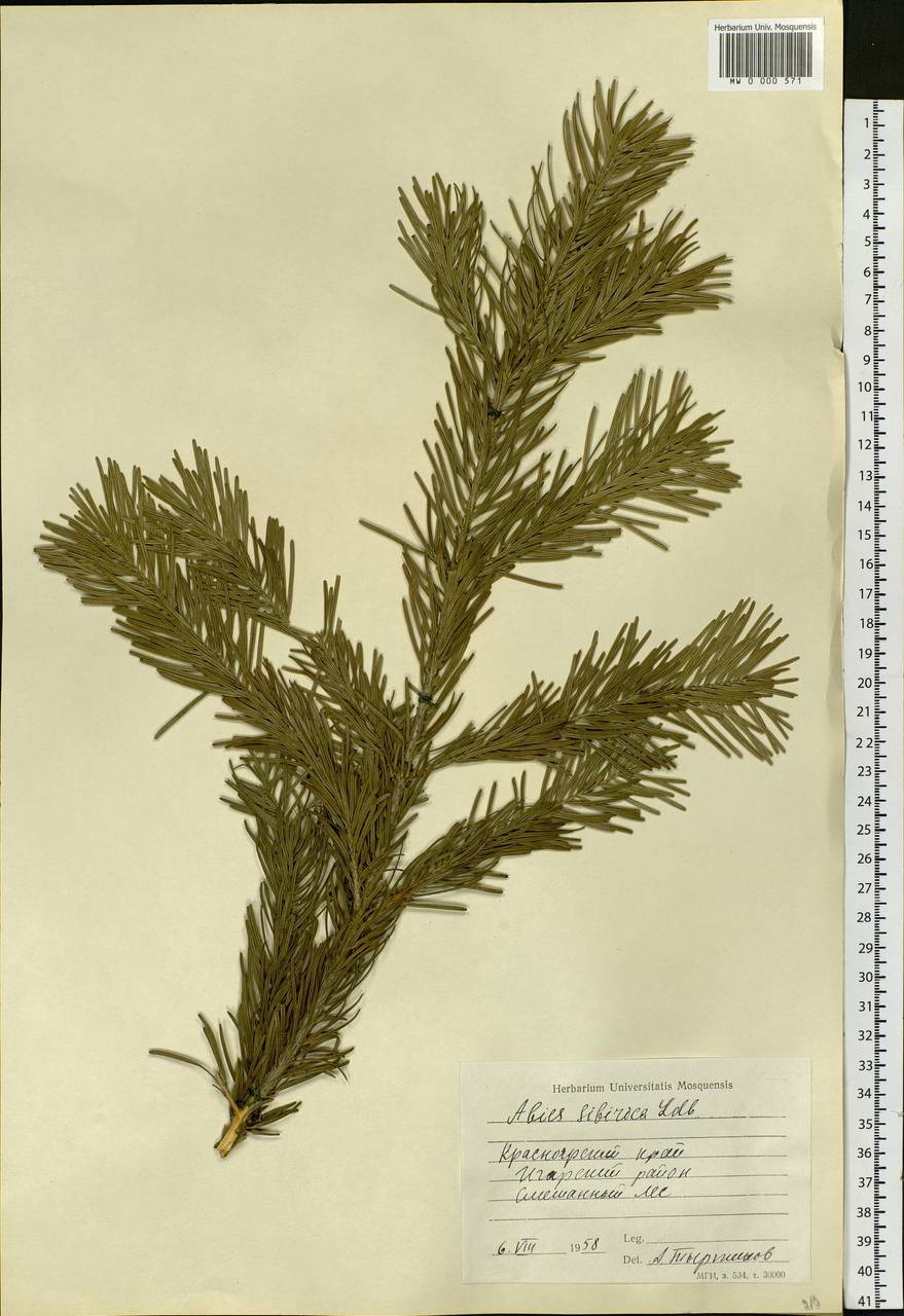 Abies sibirica Ledeb., Siberia, Central Siberia (S3) (Russia)