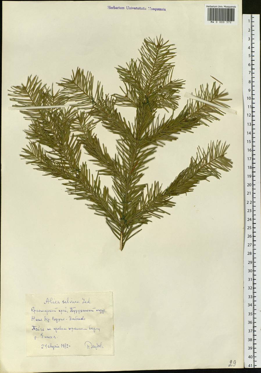 Abies sibirica Ledeb., Siberia, Central Siberia (S3) (Russia)