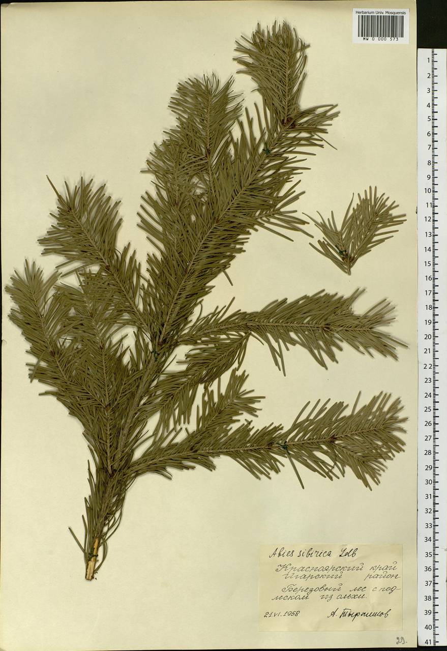 Abies sibirica Ledeb., Siberia, Central Siberia (S3) (Russia)