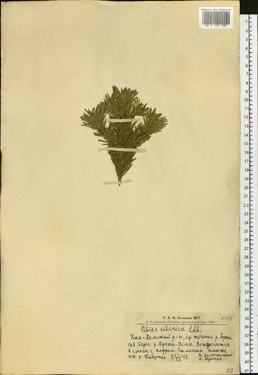 Abies sibirica Ledeb., Siberia, Altai & Sayany Mountains (S2) (Russia)