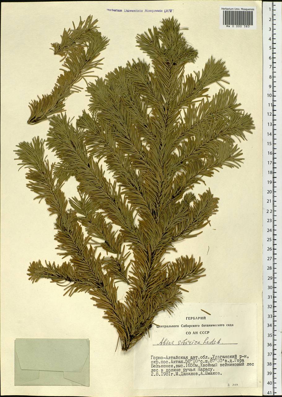 Abies sibirica Ledeb., Siberia, Altai & Sayany Mountains (S2) (Russia)