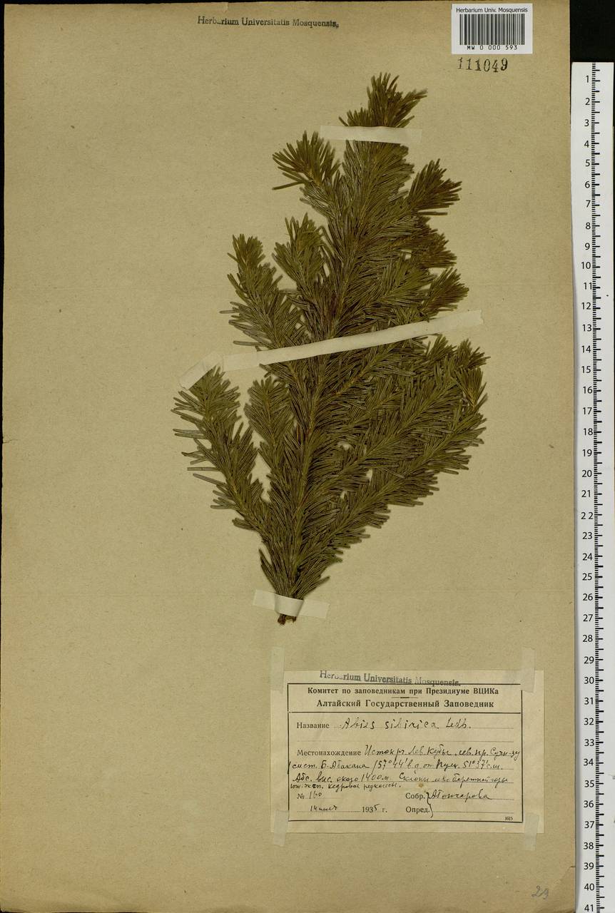 Abies sibirica Ledeb., Siberia, Altai & Sayany Mountains (S2) (Russia)