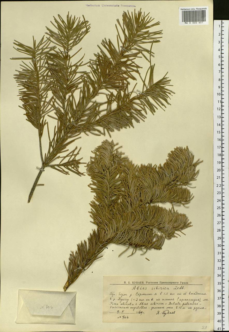 Abies sibirica Ledeb., Siberia, Western Siberia (S1) (Russia)