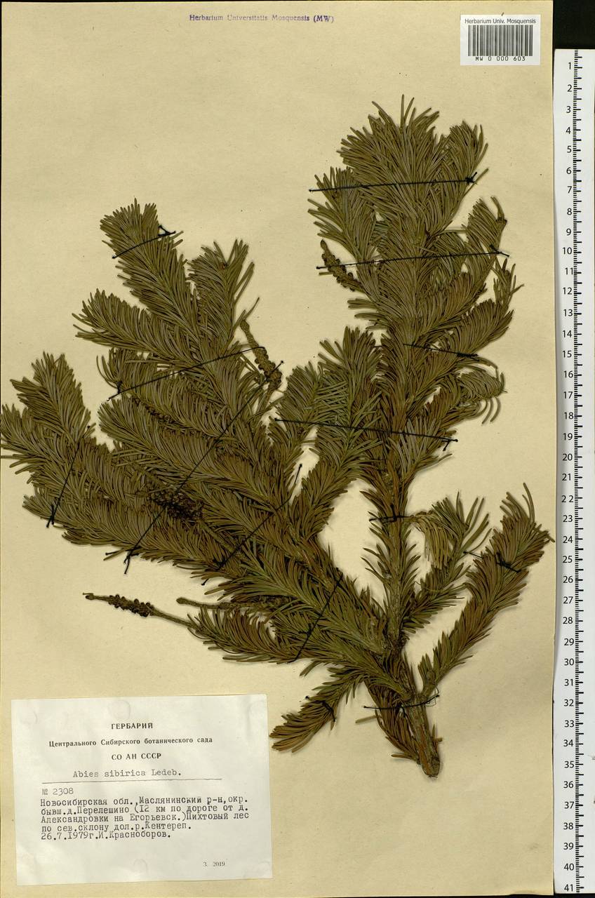 Abies sibirica Ledeb., Siberia, Western Siberia (S1) (Russia)