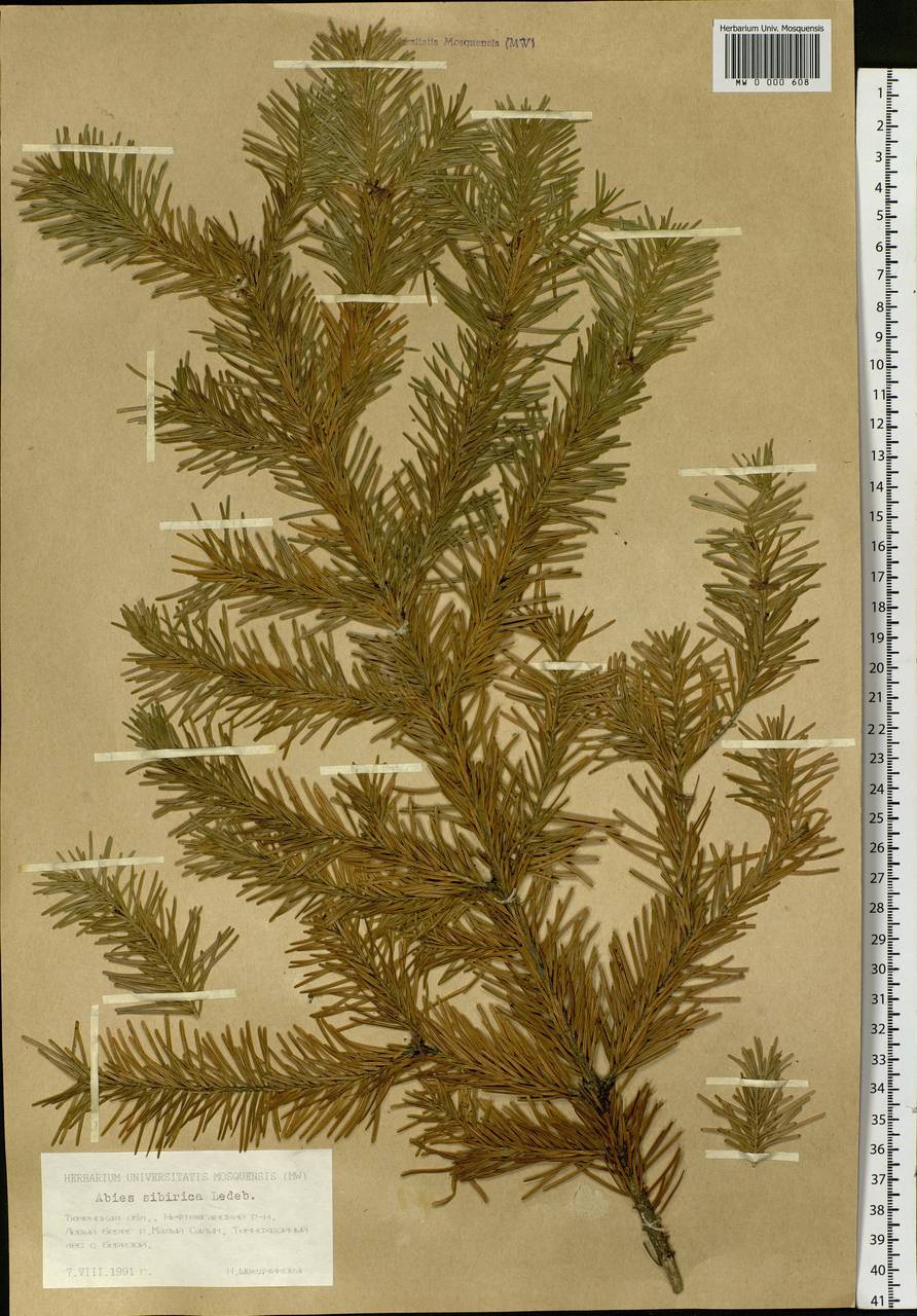 Abies sibirica Ledeb., Siberia, Western Siberia (S1) (Russia)