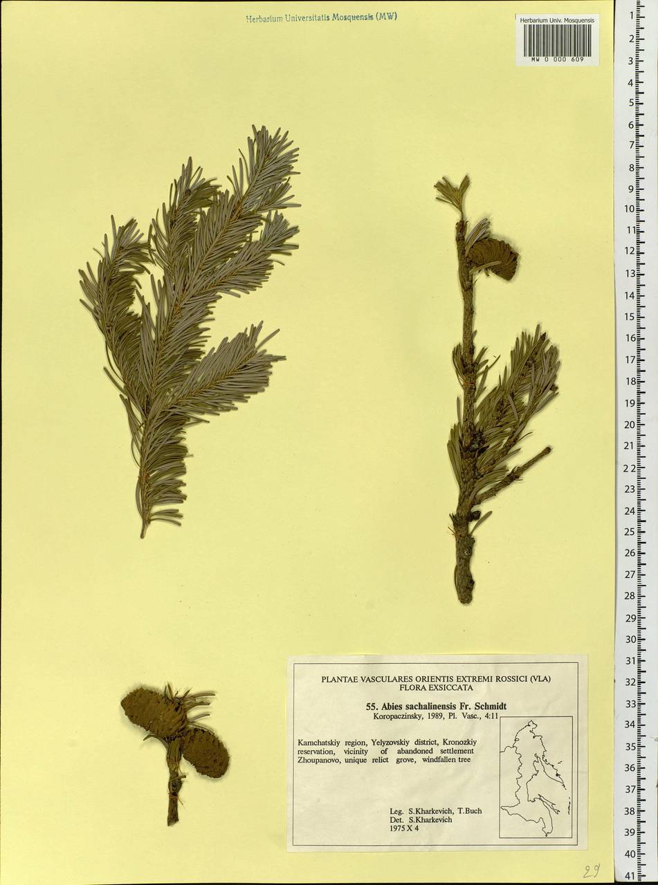 Abies sachalinensis (F.Schmidt) Mast., Siberia, Chukotka & Kamchatka (S7) (Russia)