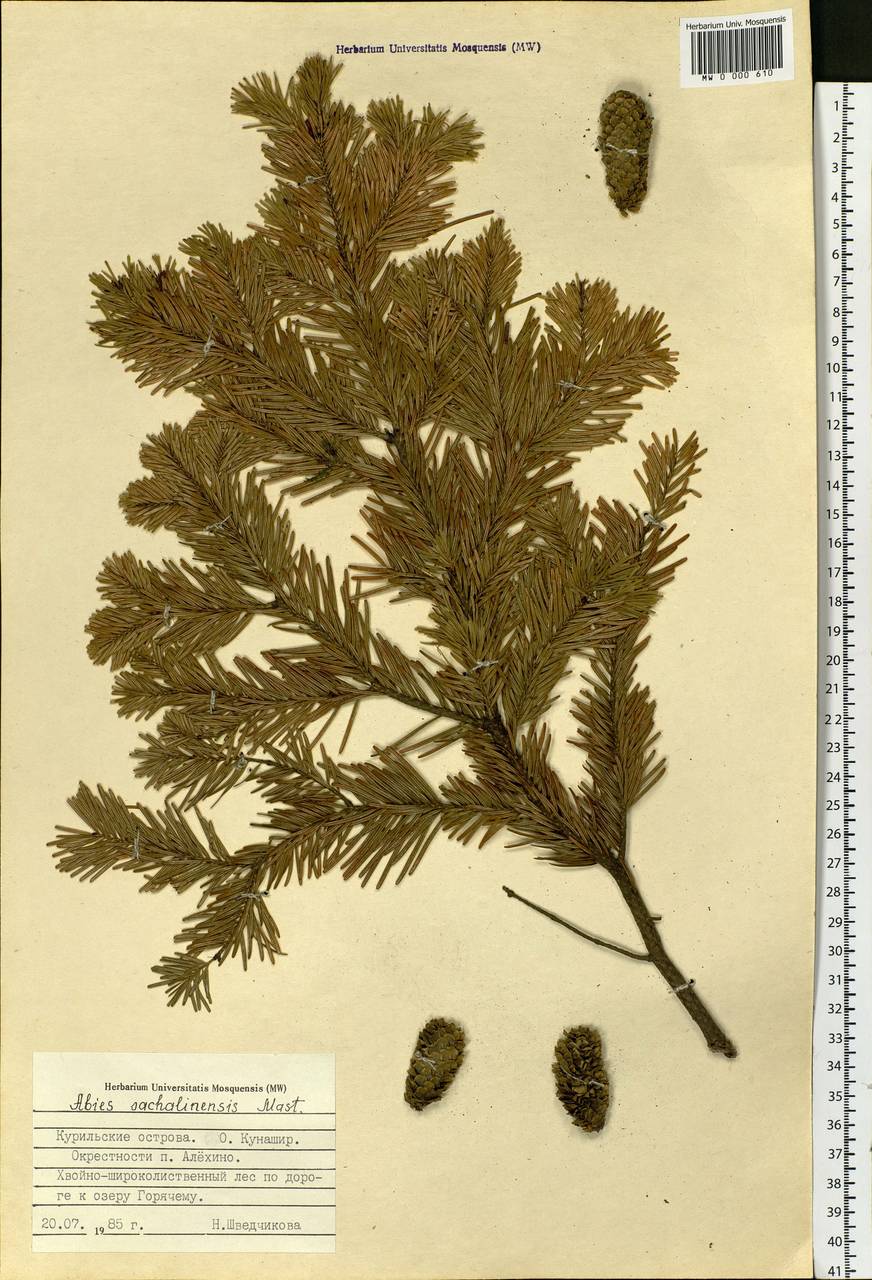 Abies sachalinensis (F.Schmidt) Mast., Siberia, Russian Far East (S6) (Russia)
