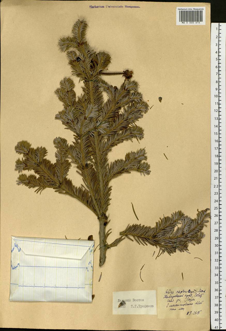 Abies nephrolepis (Trautv. ex Maxim.) Maxim., Siberia, Russian Far East (S6) (Russia)