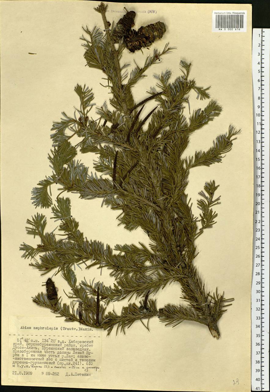 Abies nephrolepis (Trautv. ex Maxim.) Maxim., Siberia, Russian Far East (S6) (Russia)